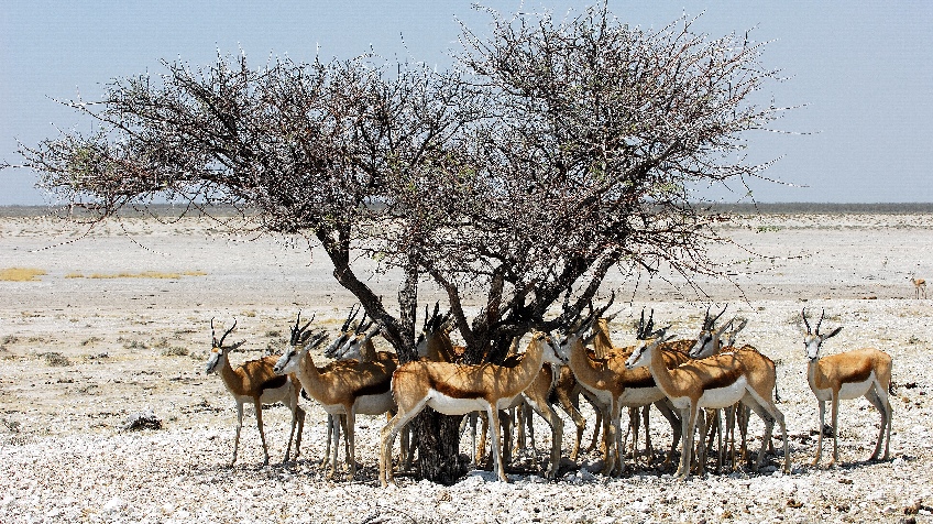 Le parc national d'Etosha en Namibie