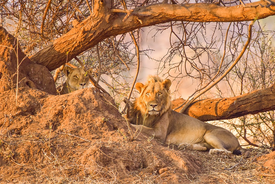 Lion se reposant - Sensations du Monde