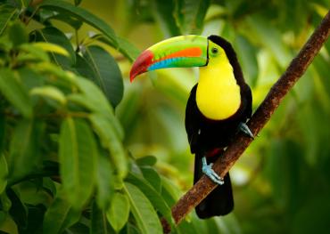 Costa Rica Toucan