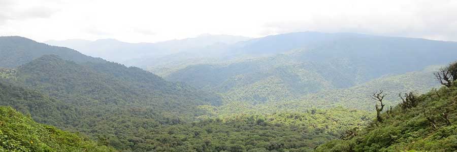 foret tropicale au costa rica