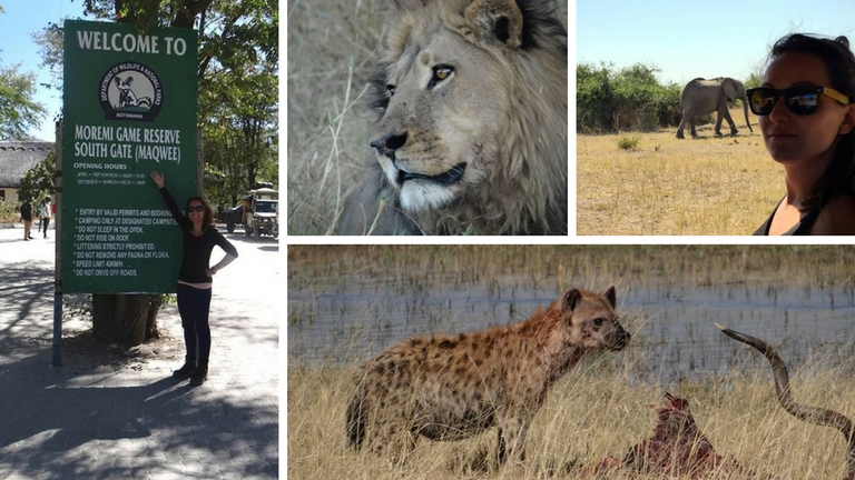 Safari Botswana, rserve de Moremi