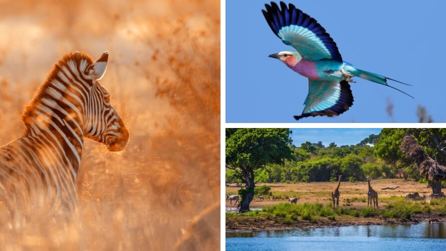 Parc Kruger